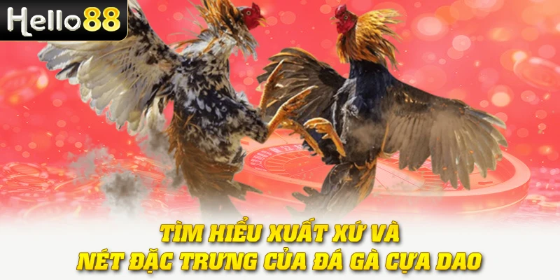 Đá Gà Cựa Dao - Hình Thức Thi Đấu Đầy Kịch Tính Và Gay Cấn 2 Tìm hiểu xuất xứ và nét đặc trưng của đá gà cựa dao